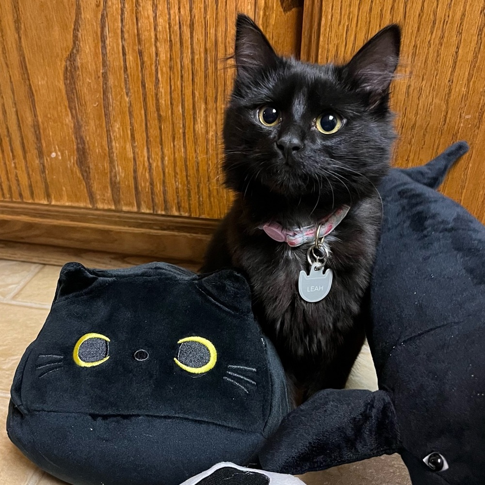 Hi! I'm Lluvia!